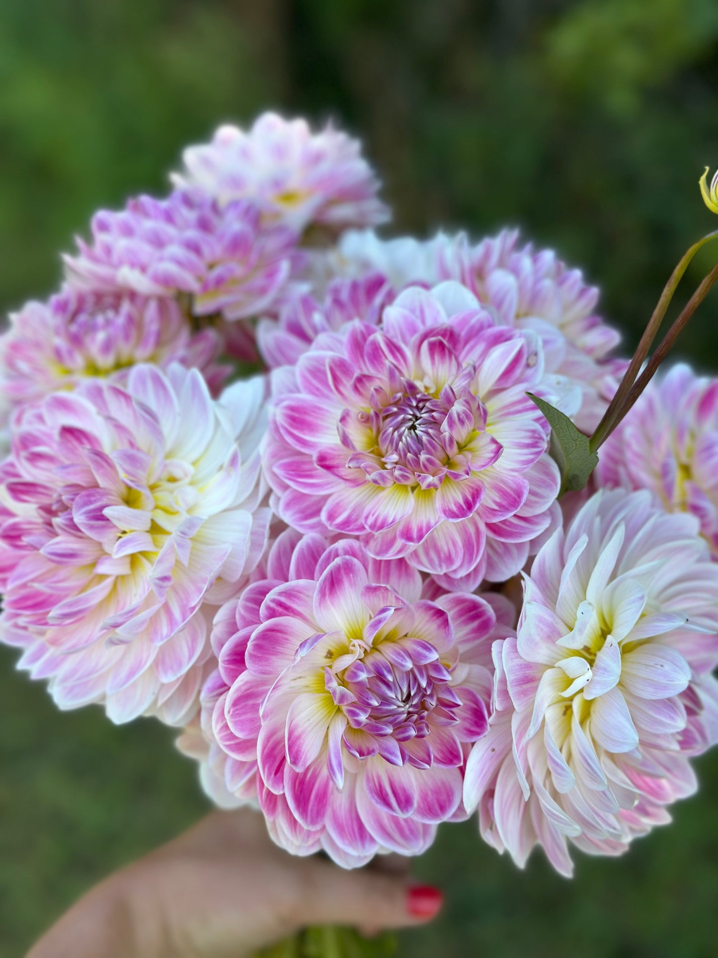 Kelgai Ann Dahlia Tuber