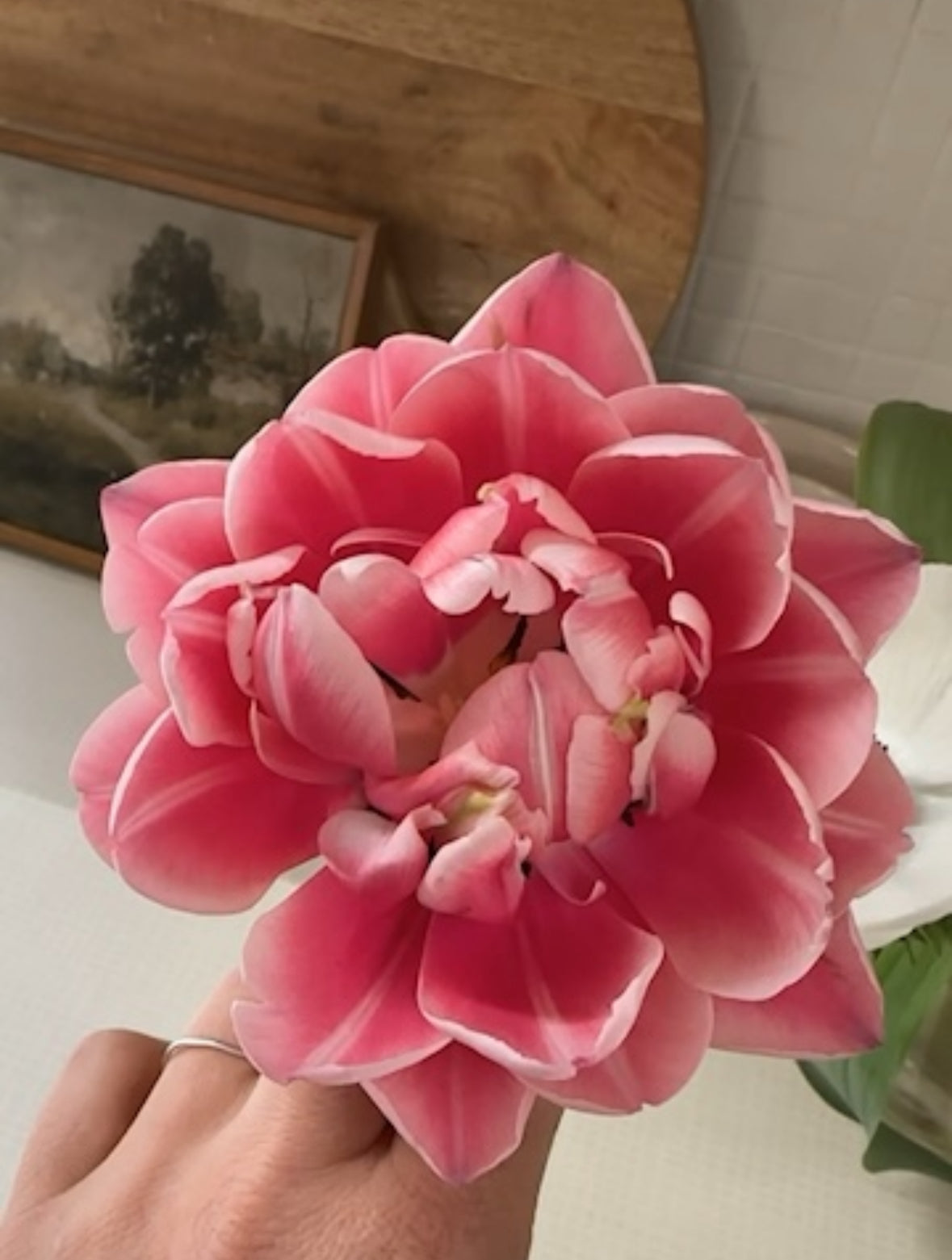 10 Tulip Bulbs- Columbus