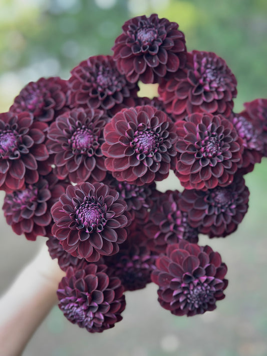 Dark Spirit Dahlia Tuber
