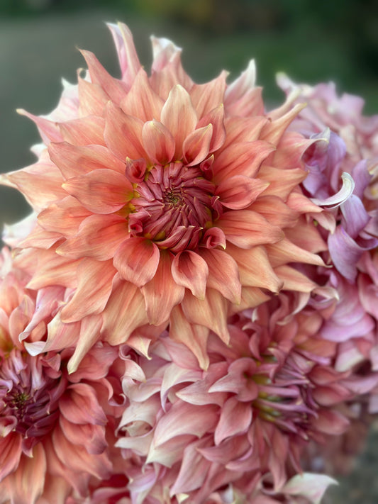 Sierra Glow Dahlia Tuber