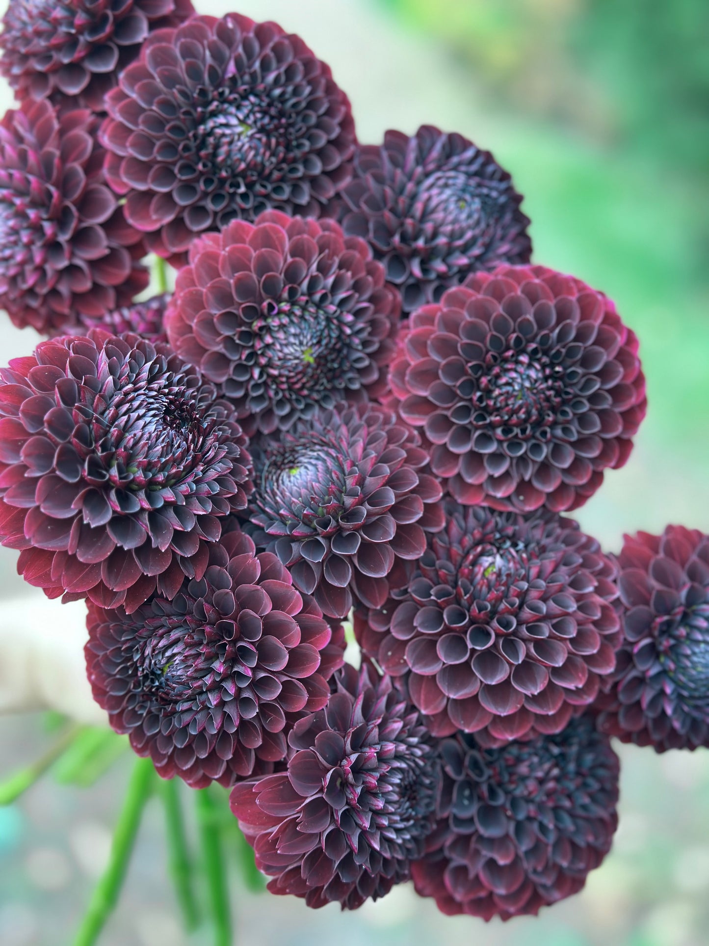 Jowey Mirella Dahlia Tuber