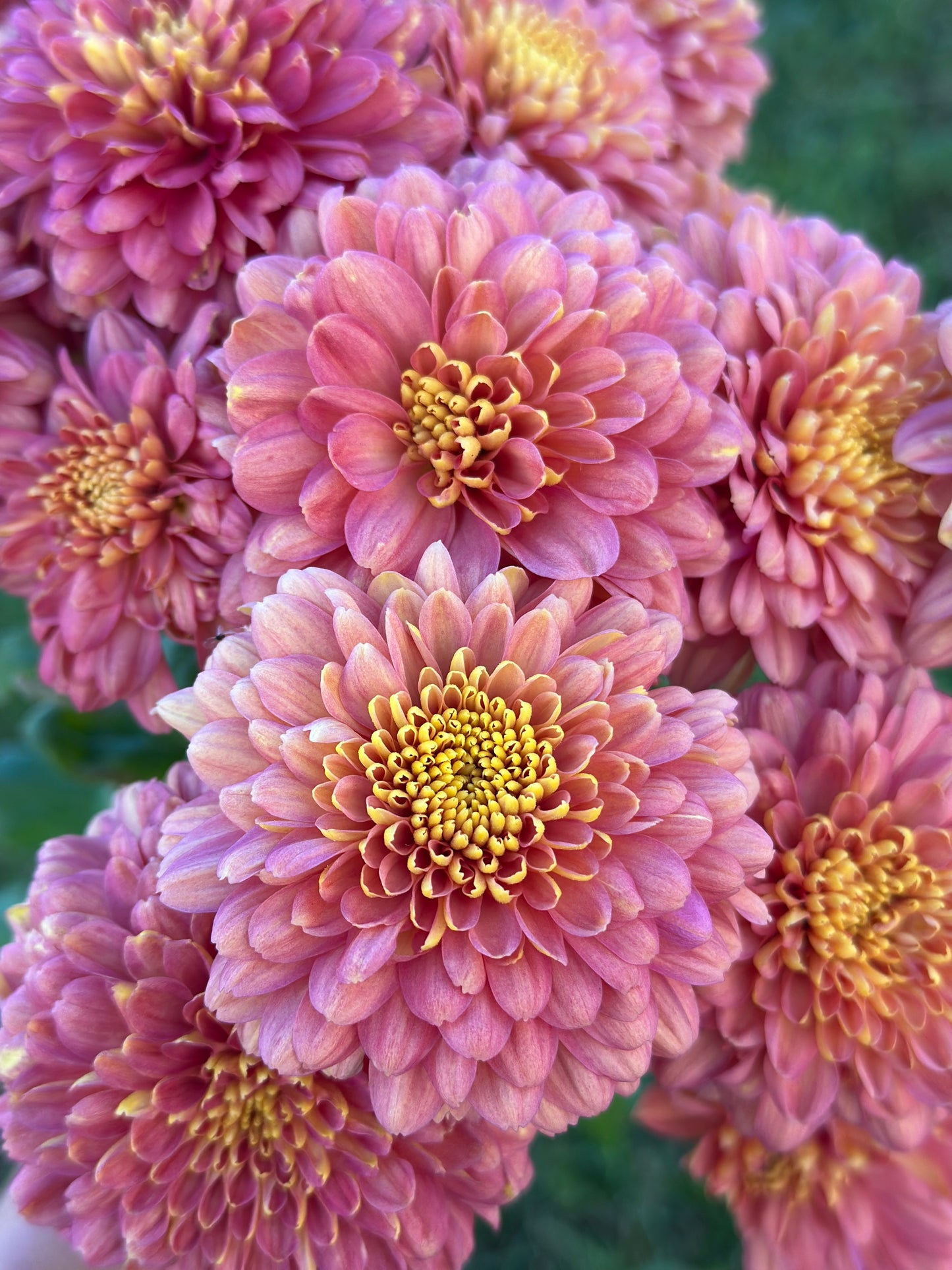 Cutting - Heirloom Chrysanthemum Salmon Talbot Parade