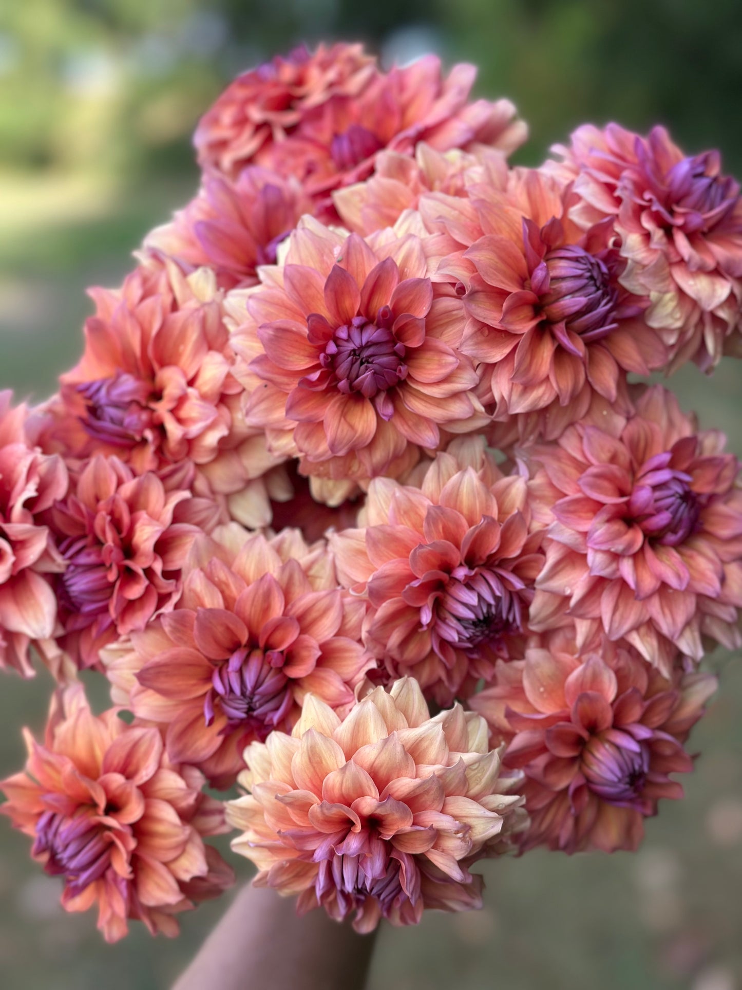 Smokey Mountain Dahlia Tuber