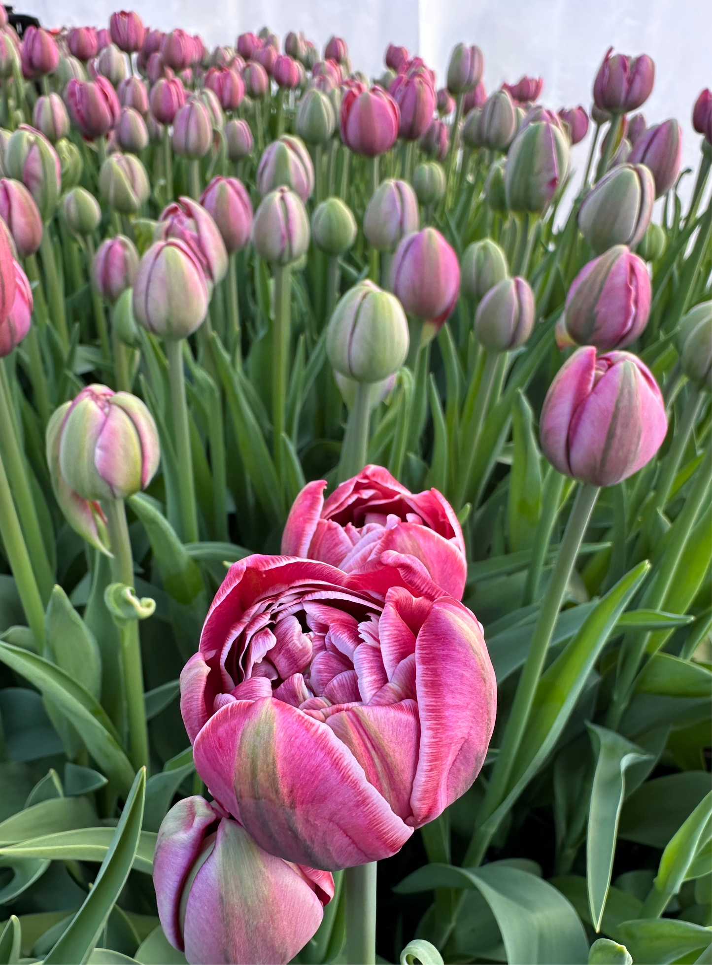 10 Tulip Bulbs- Dream Touch