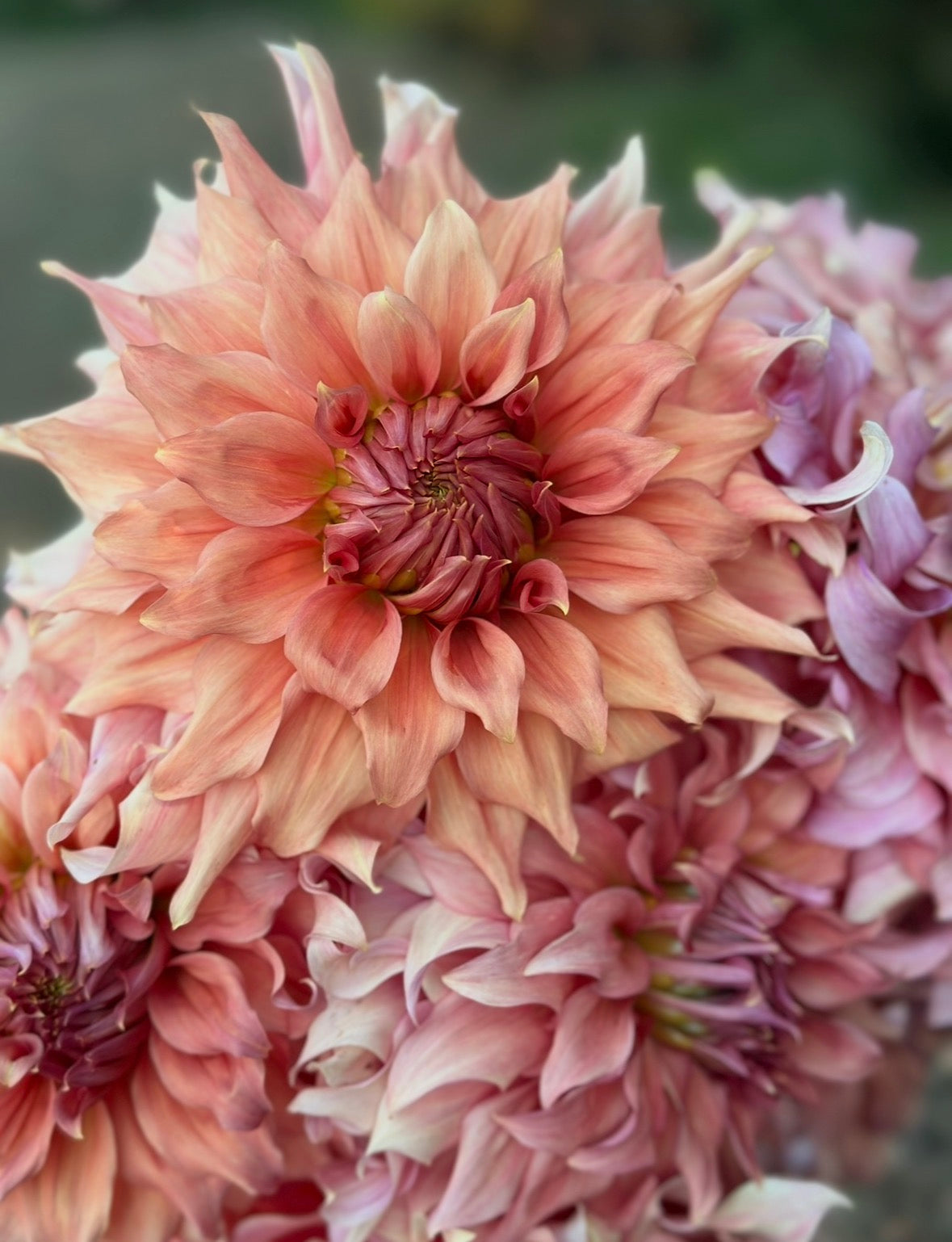 Collection Just Peachy Dahlia Tubers