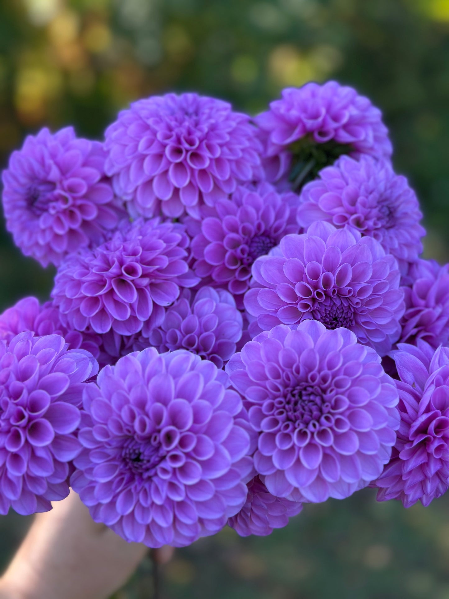 Robann Regal Dahlia Tuber