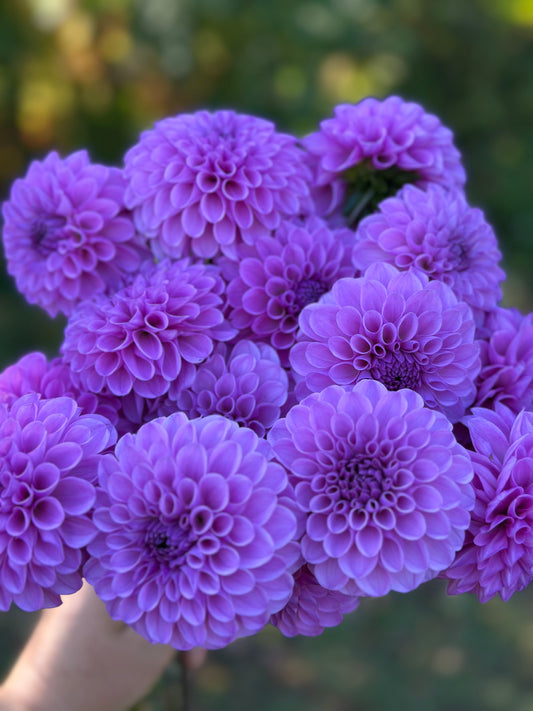 Robann Regal Dahlia Tuber