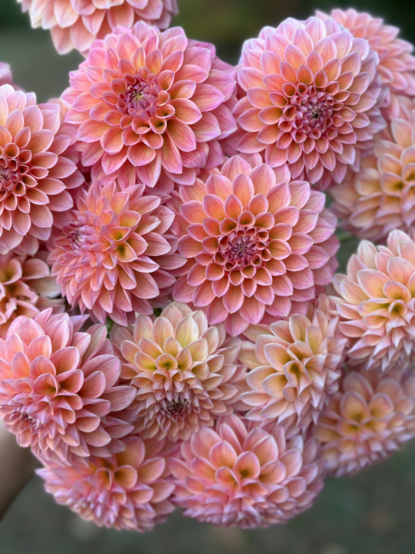 Natalie G Dahlia Tuber