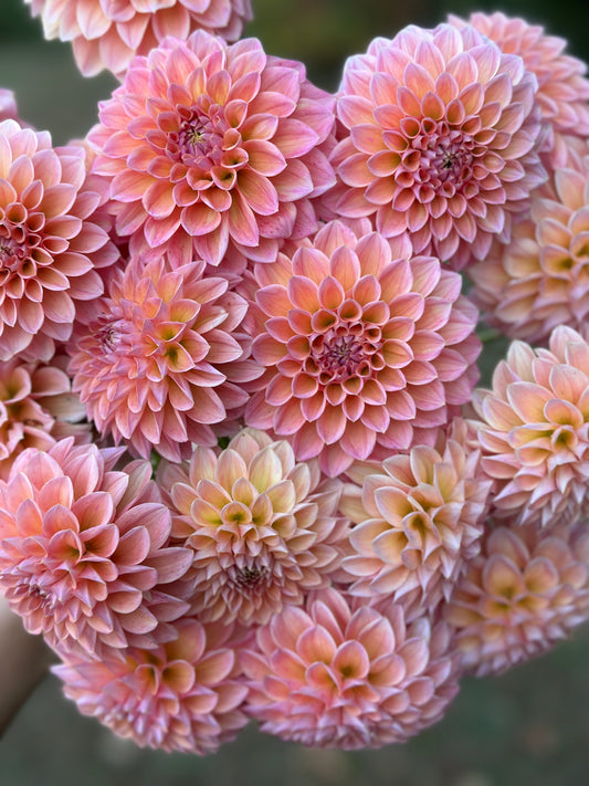 Natalie G Dahlia Tuber