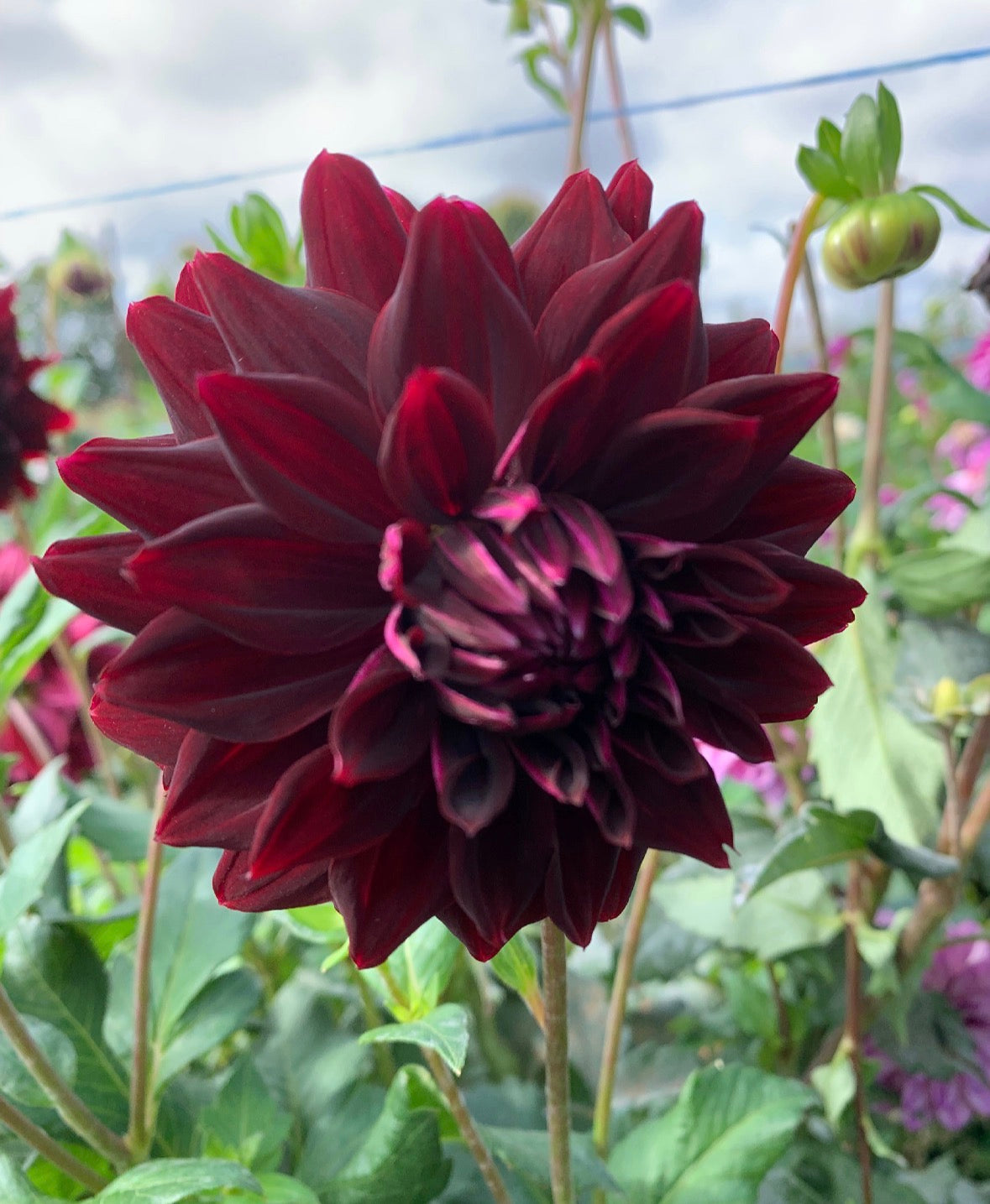 Collection The Bordeaux Dahlia Tubers