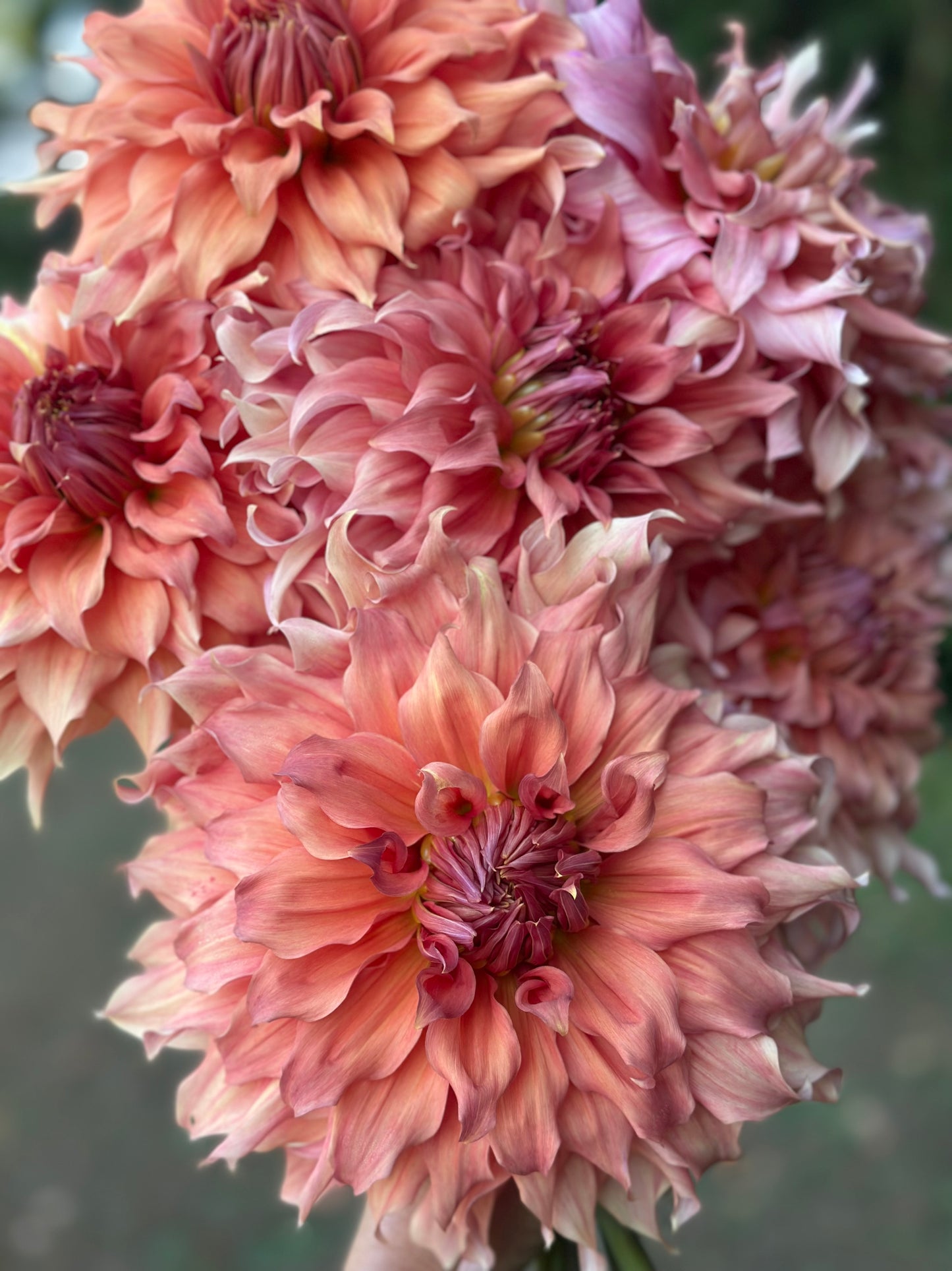 Sierra Glow Dahlia Tuber