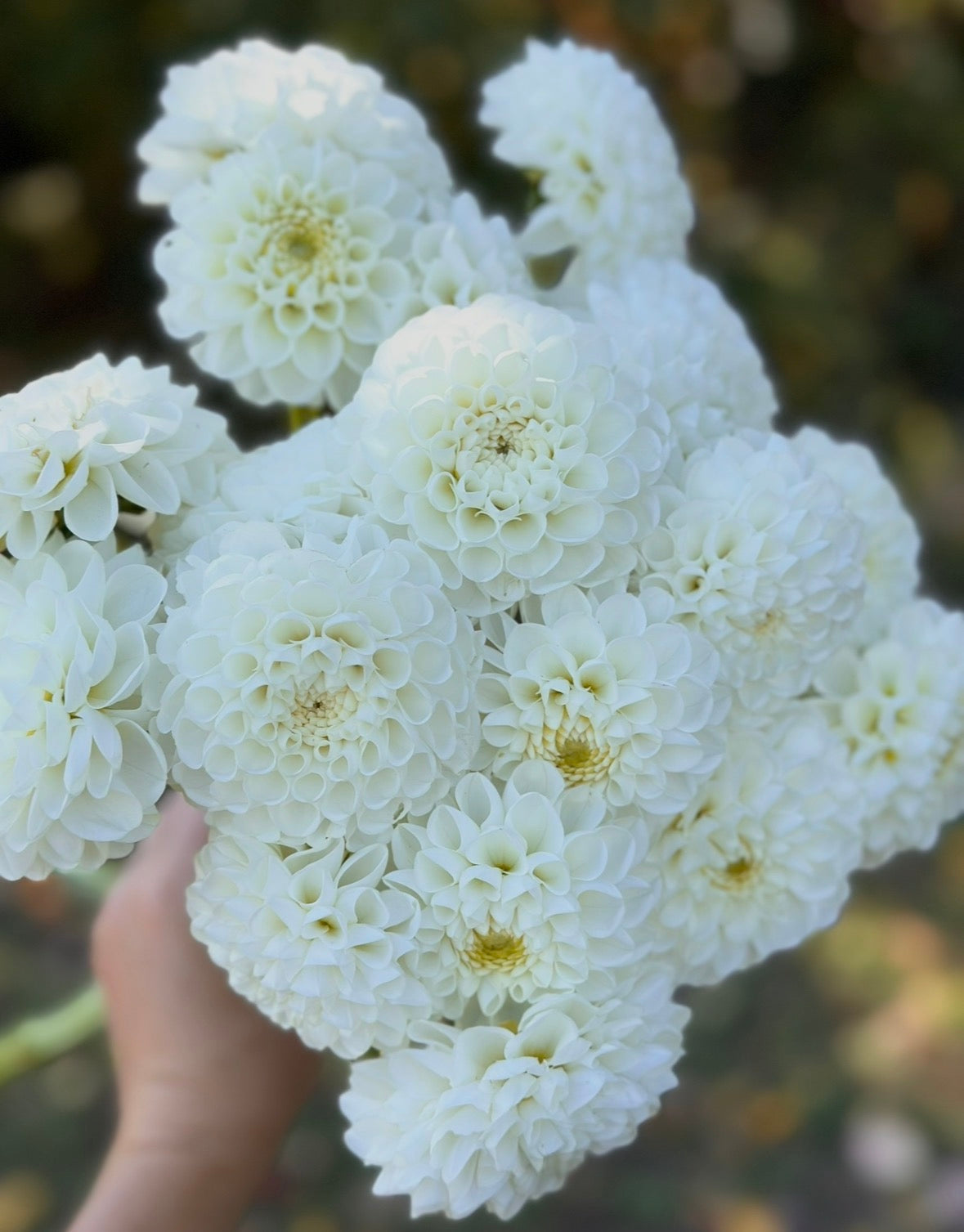 Collection DIY Bride Dahlia Tubers