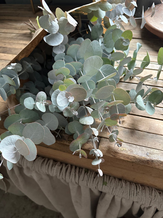 Eucalyptus Bouquet