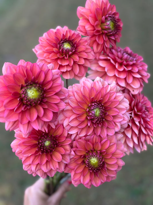 Salmon Runner Dahlia Tuber