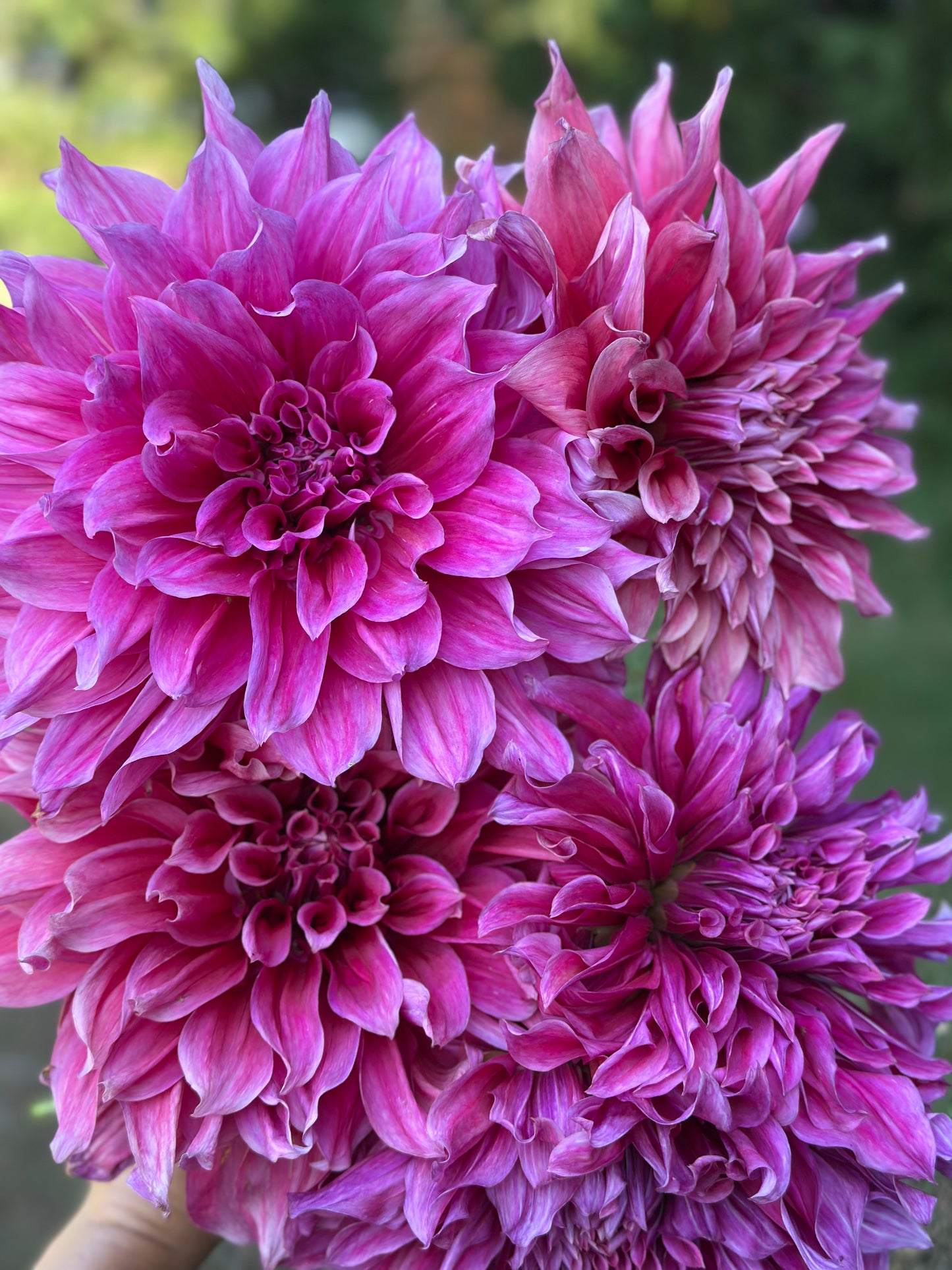 Emory Paul Dahlia Tuber