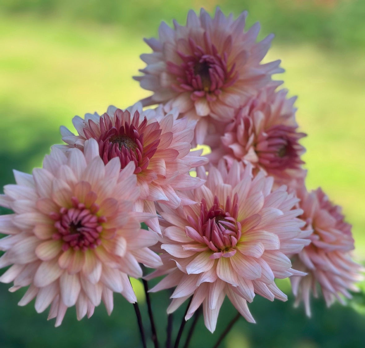 Collection Just Peachy Dahlia Tubers