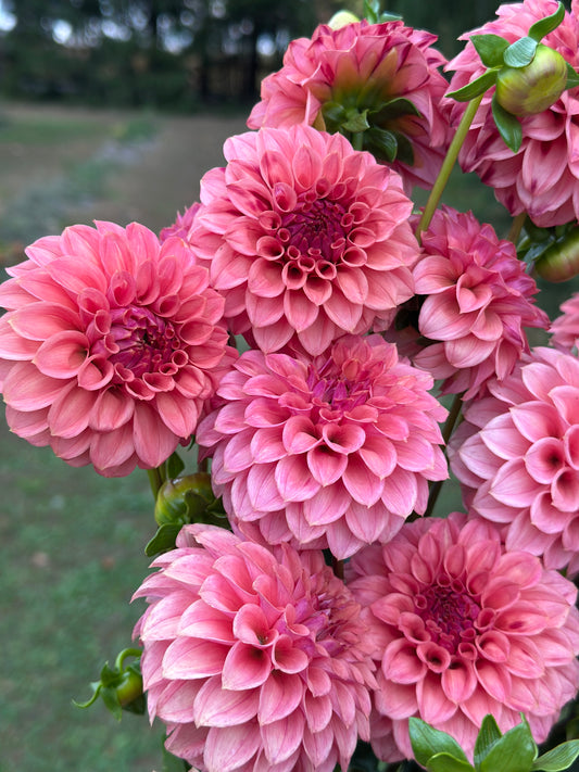 KA’s® Keltie Rose Dahlia Tuber