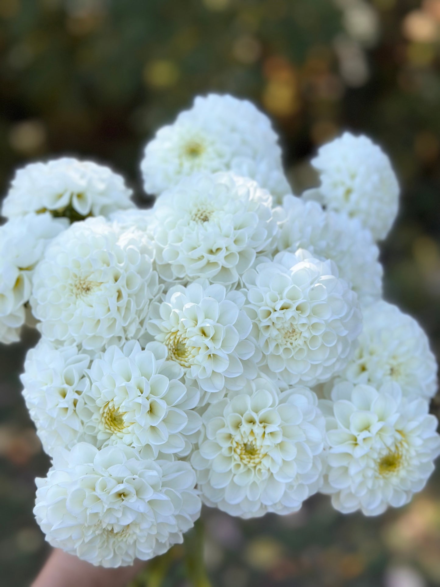 Orsett Beauty Dahlia Tuber