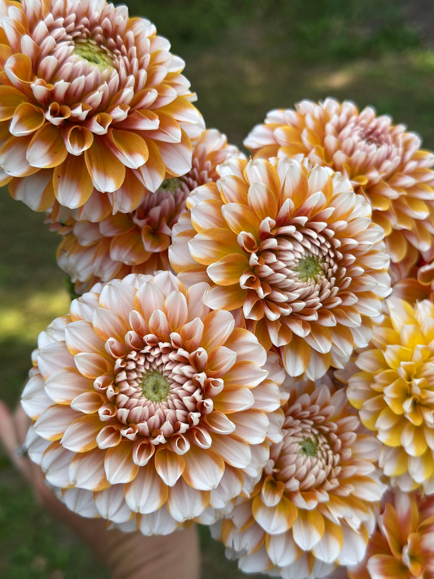 Tangerine Dreams Dahlia Tuber