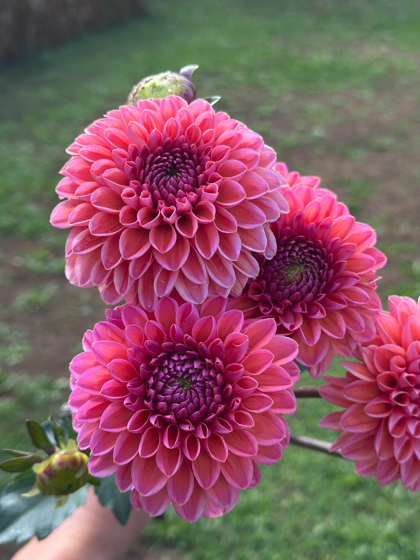 Daisy Duke Dahlia Tuber