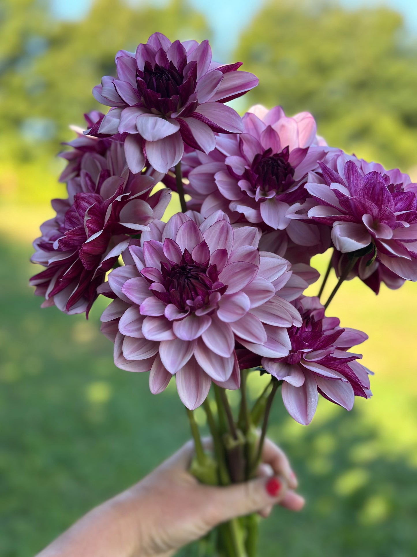 Creme de Cassis Dahlia Tuber