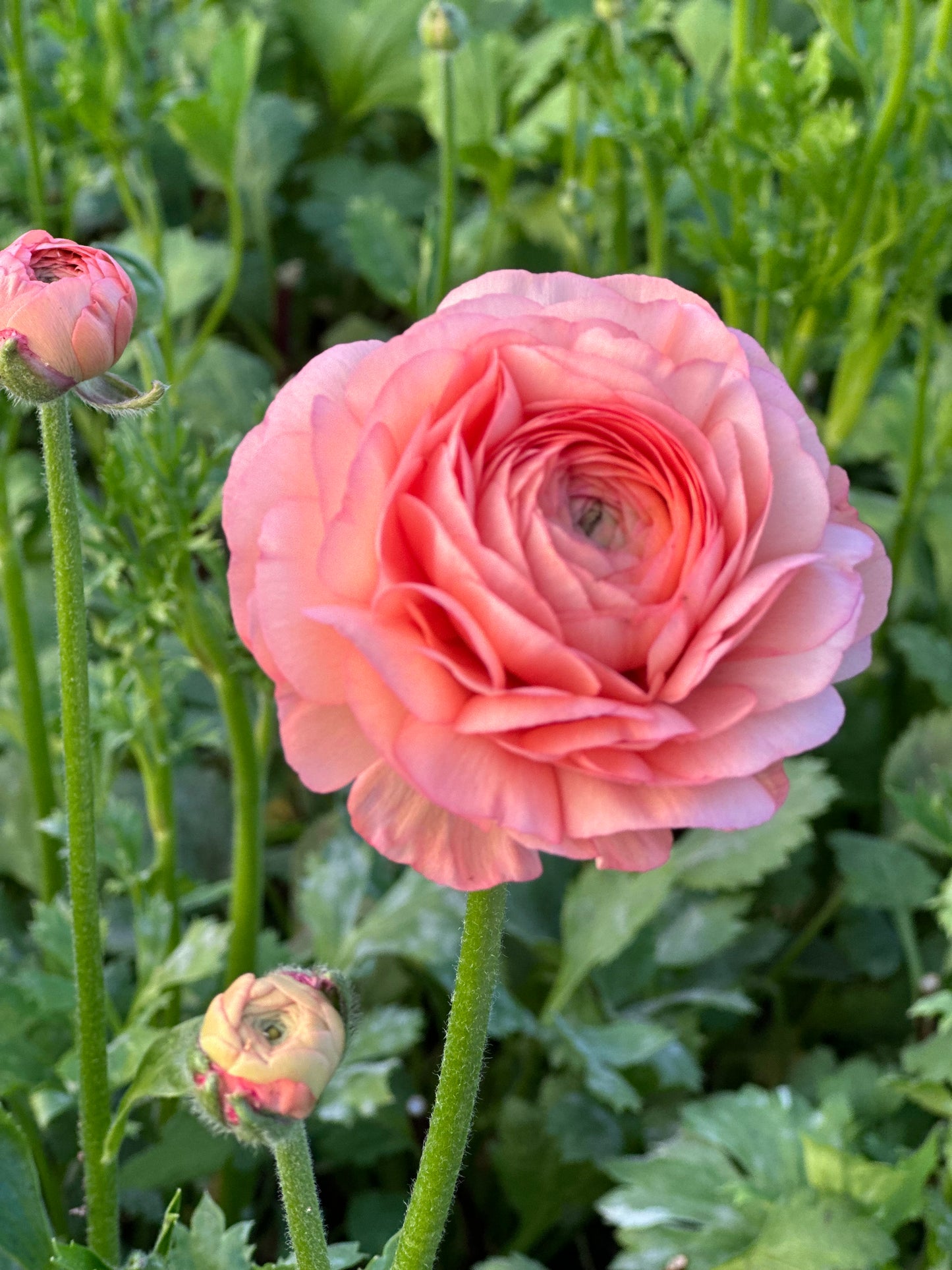 10 Corms - Ranunculus Amadine Salmon