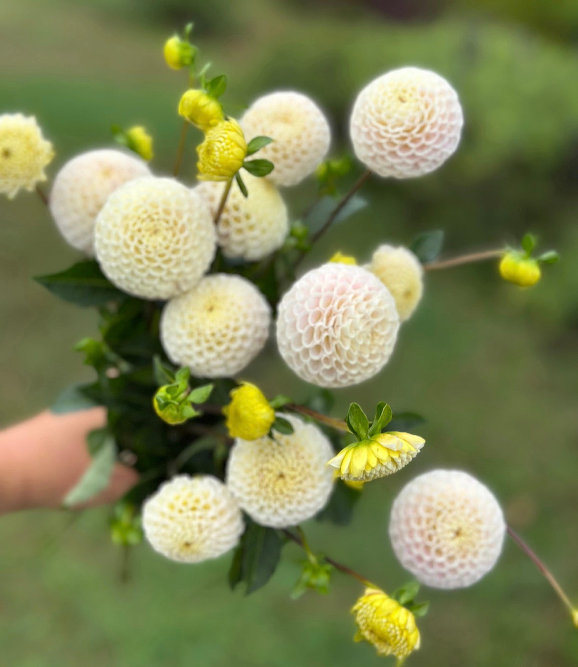 Collection Little Ladies Dahlia Tubers