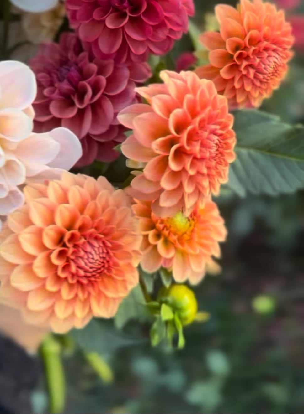 Rose Toscano Dahlia Tuber