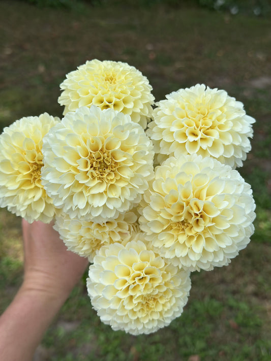 Creamy Dahlia Tuber