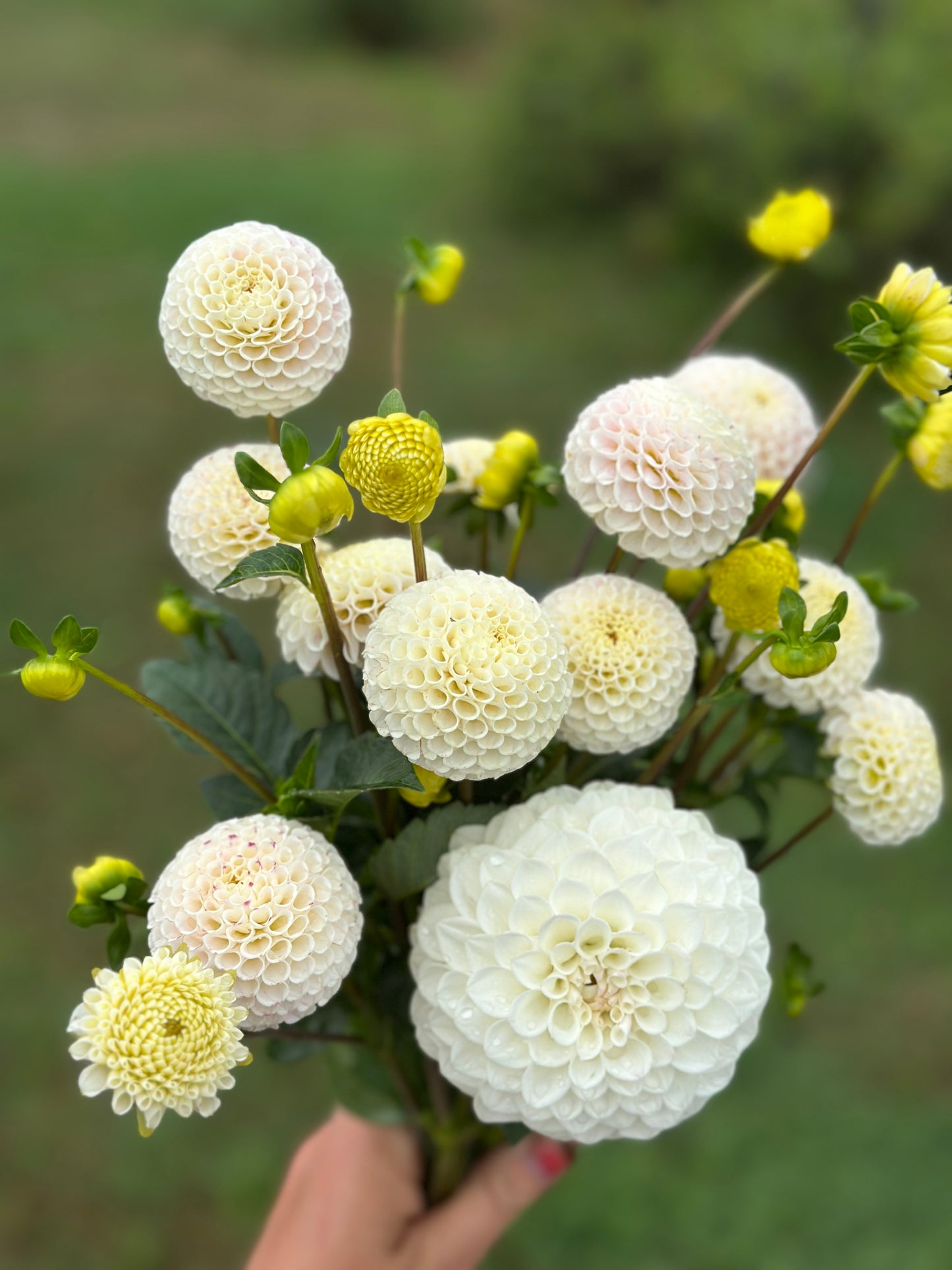 Small World Dahlia Tuber