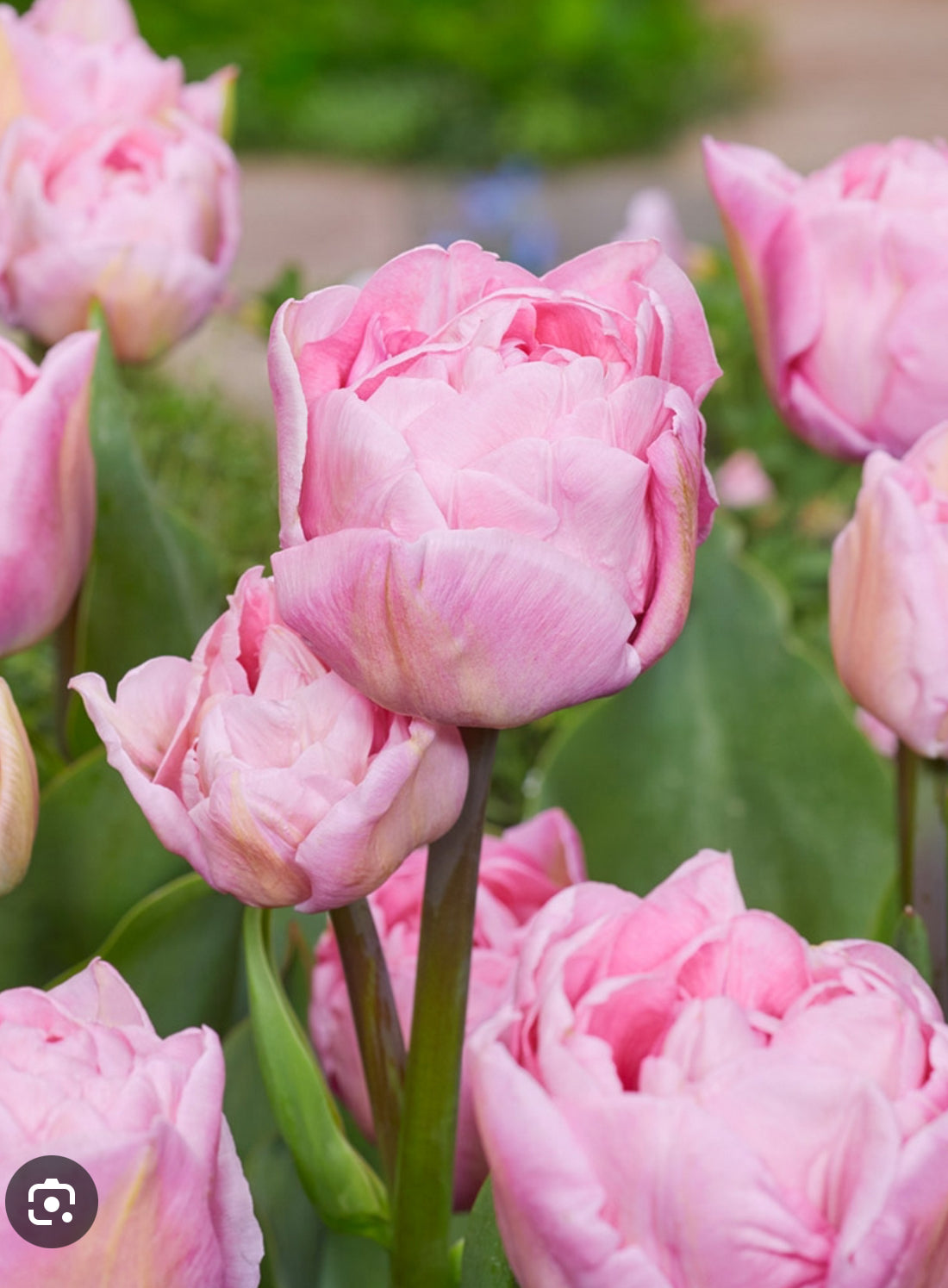 10 Tulip Bulbs- Mariage