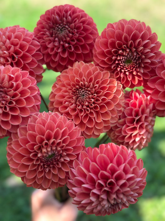 Jomanda Dahlia Tuber