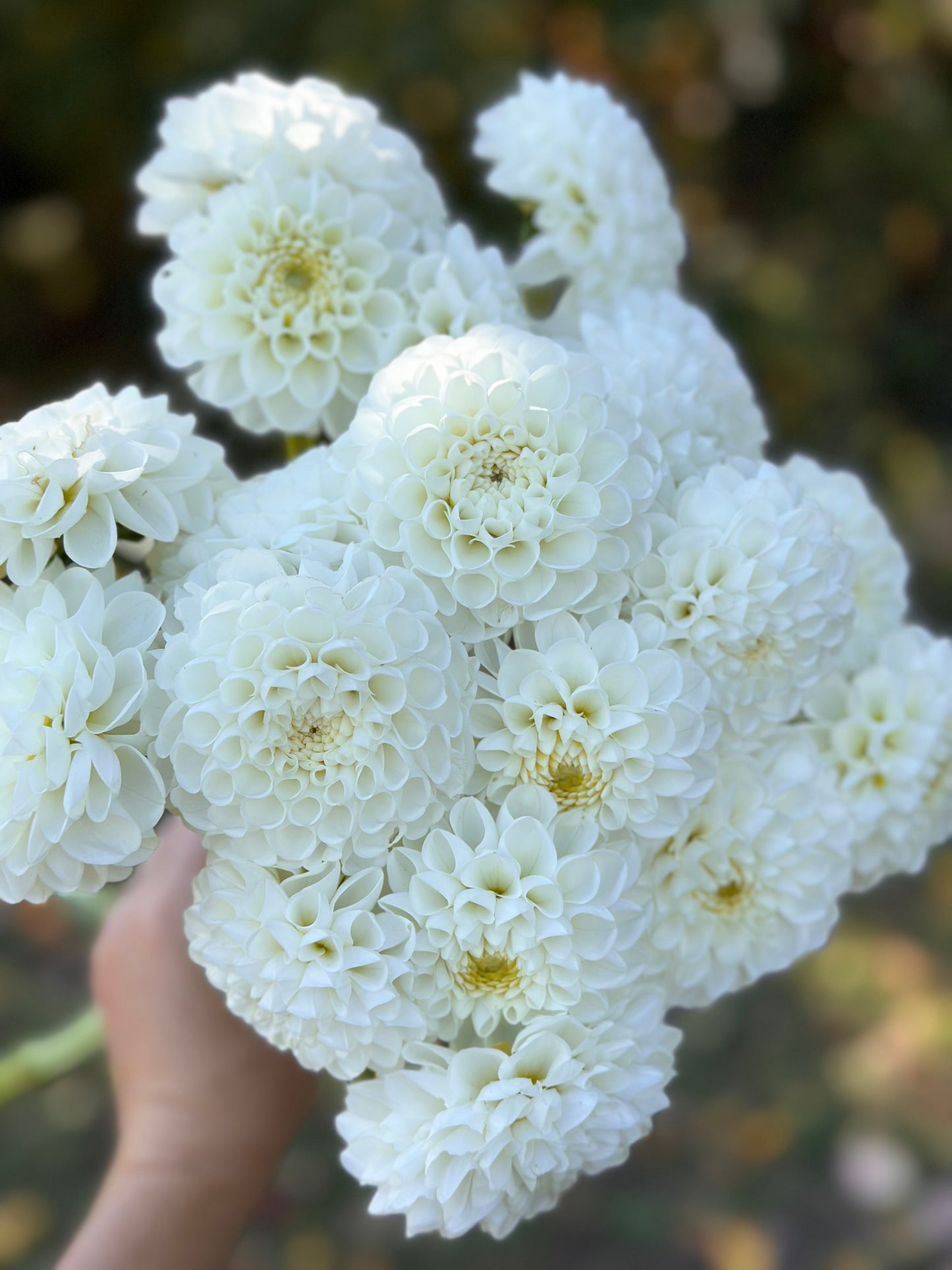 Orsett Beauty Dahlia Tuber