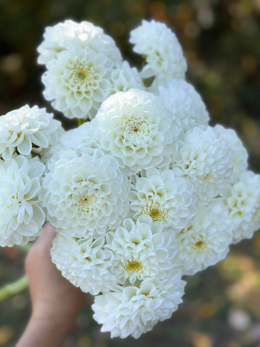 Orsett Beauty Dahlia Tuber