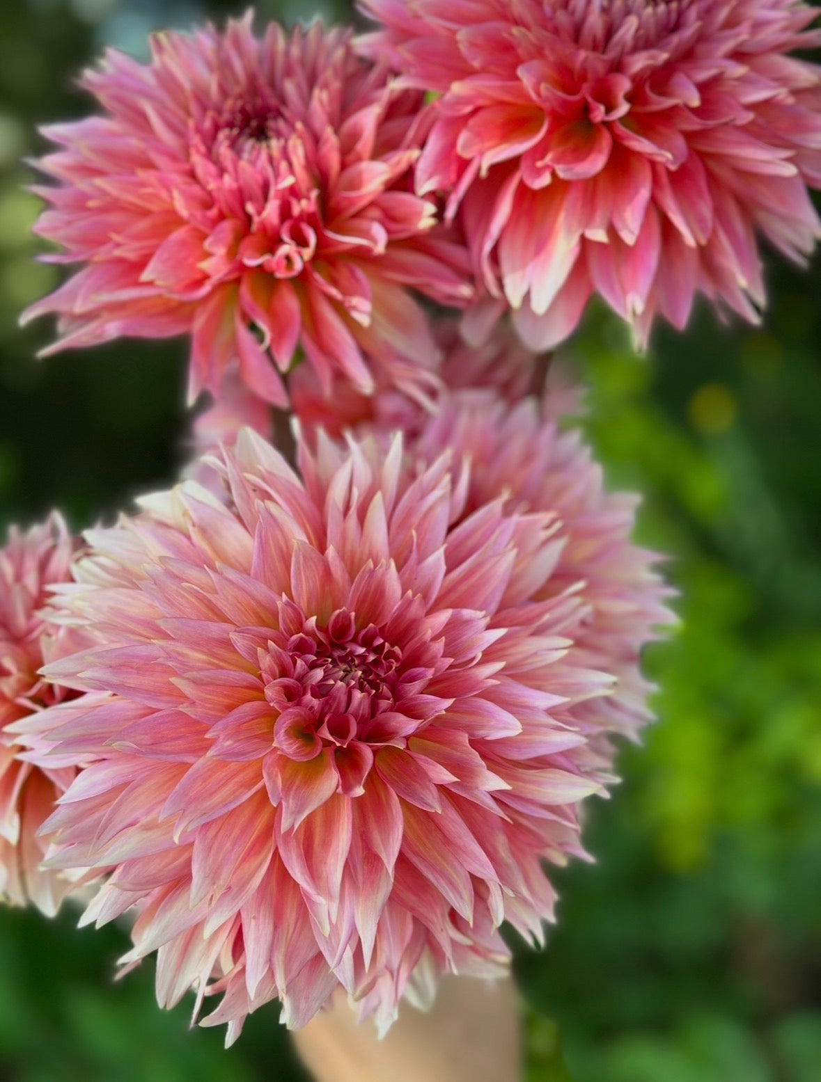 Collection Pink Dahlia Tubers