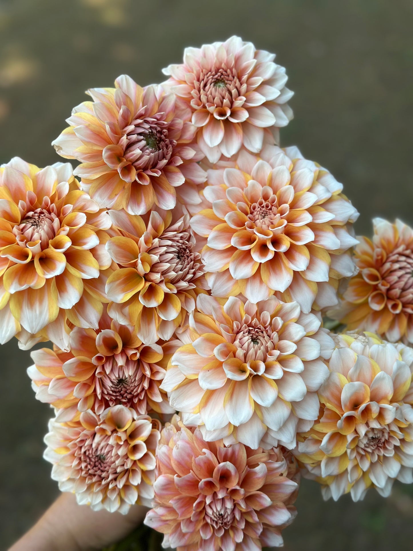 Hollyhill Orange Ice Dahlia Tuber