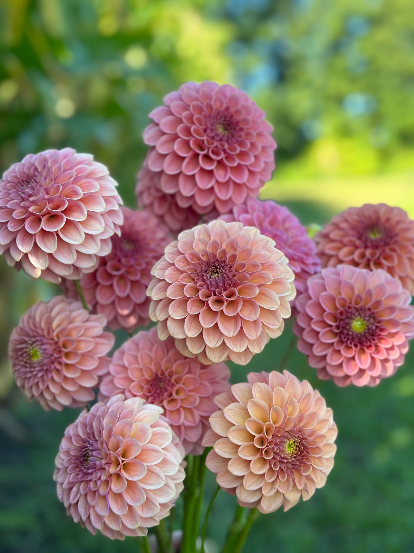 Rock Run Ashley Dahlia Tuber