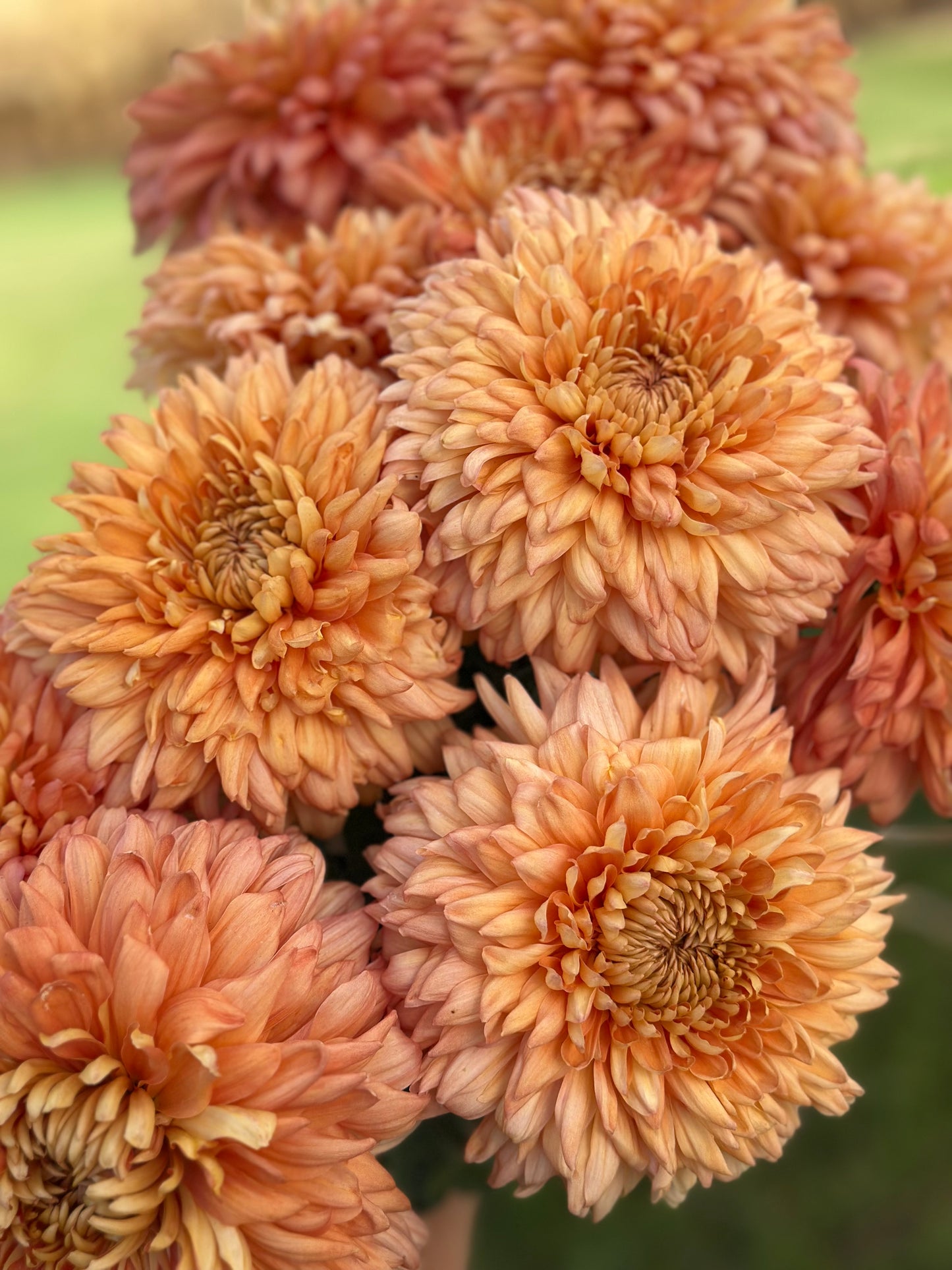 Cutting - Heirloom Chrysanthemum Apricot Courtier