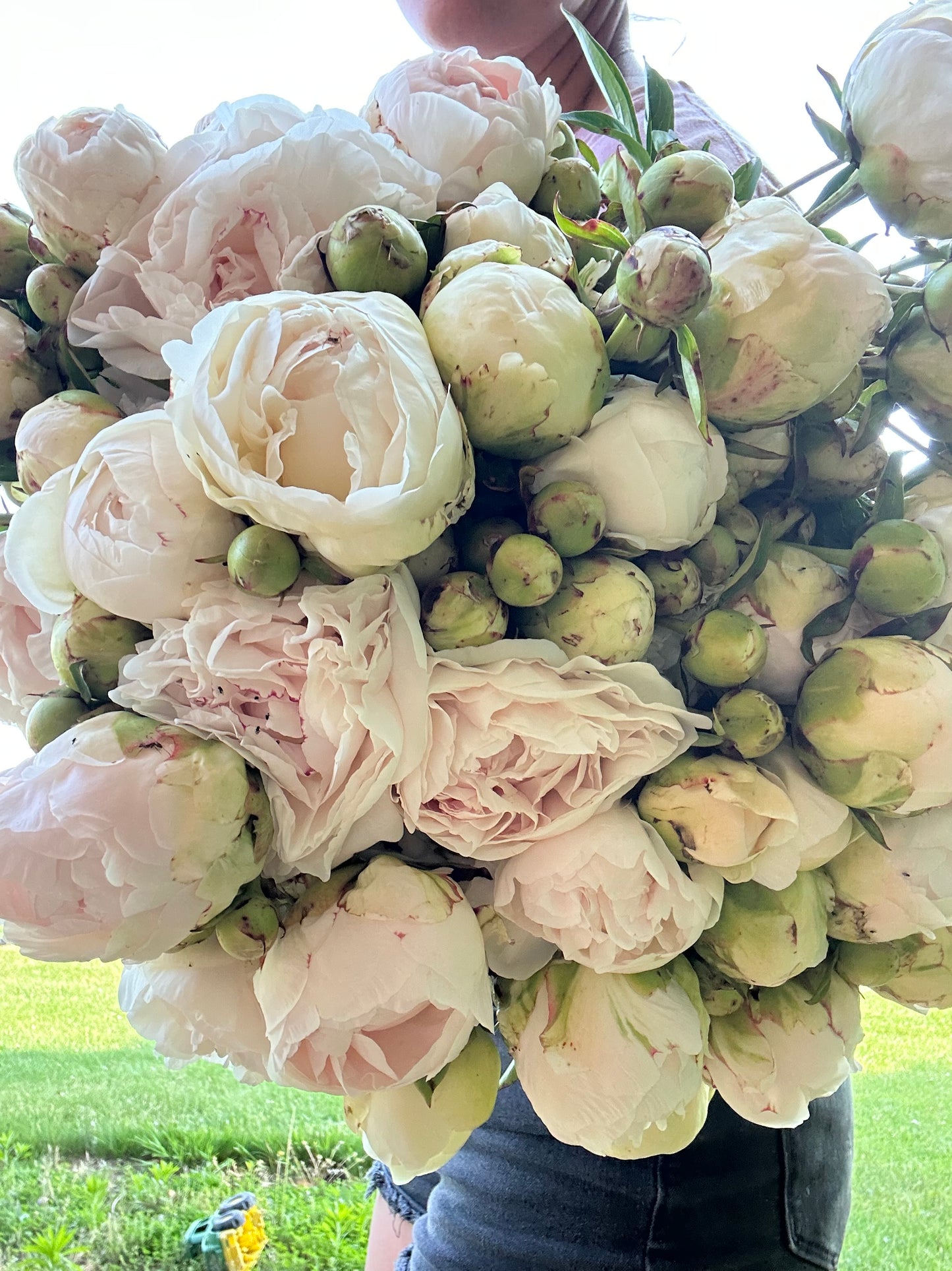 Peony Flower Club Subscription - June 2026