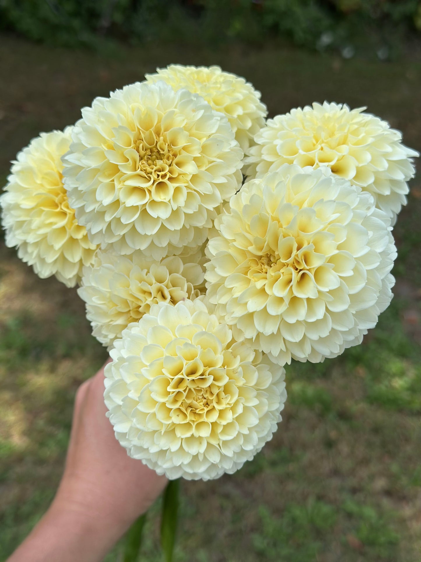 Creamy Dahlia Tuber