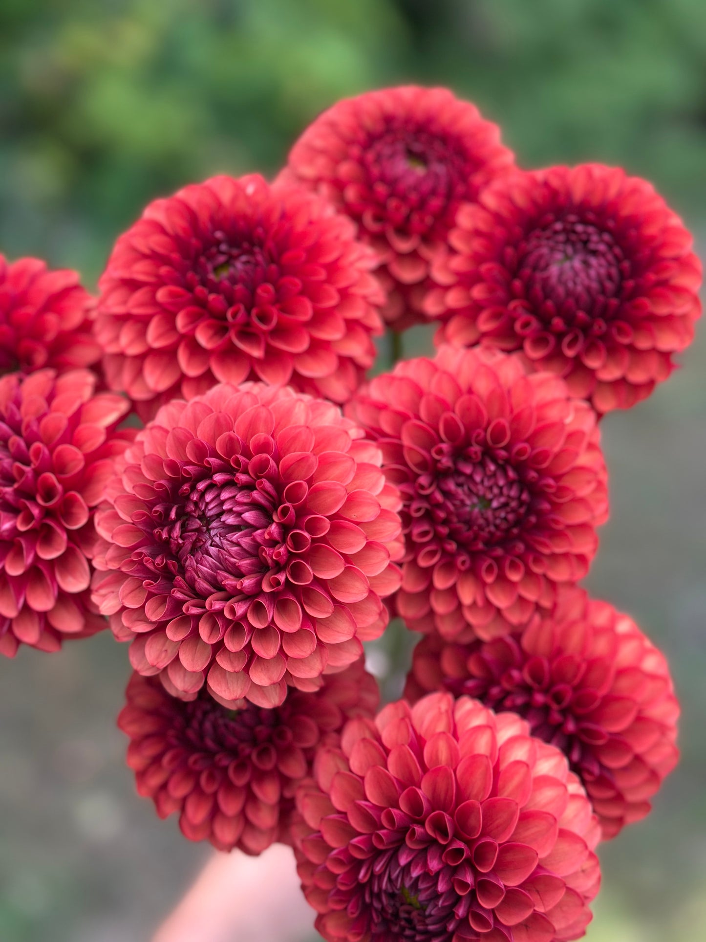 Brown Sugar Dahlia Tuber