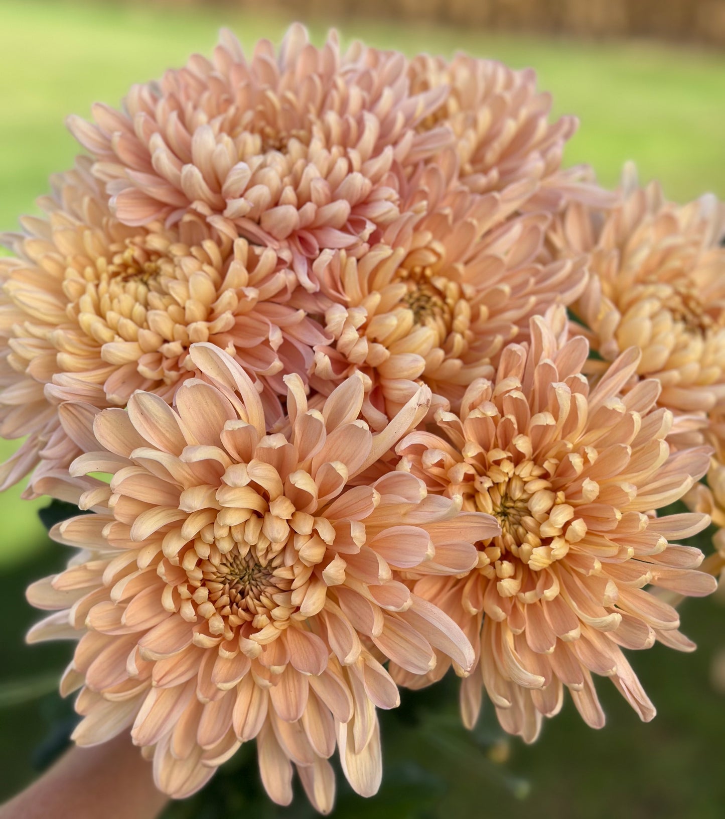 Krabi Rooted Chrysanthemum Cuttings Wholesale