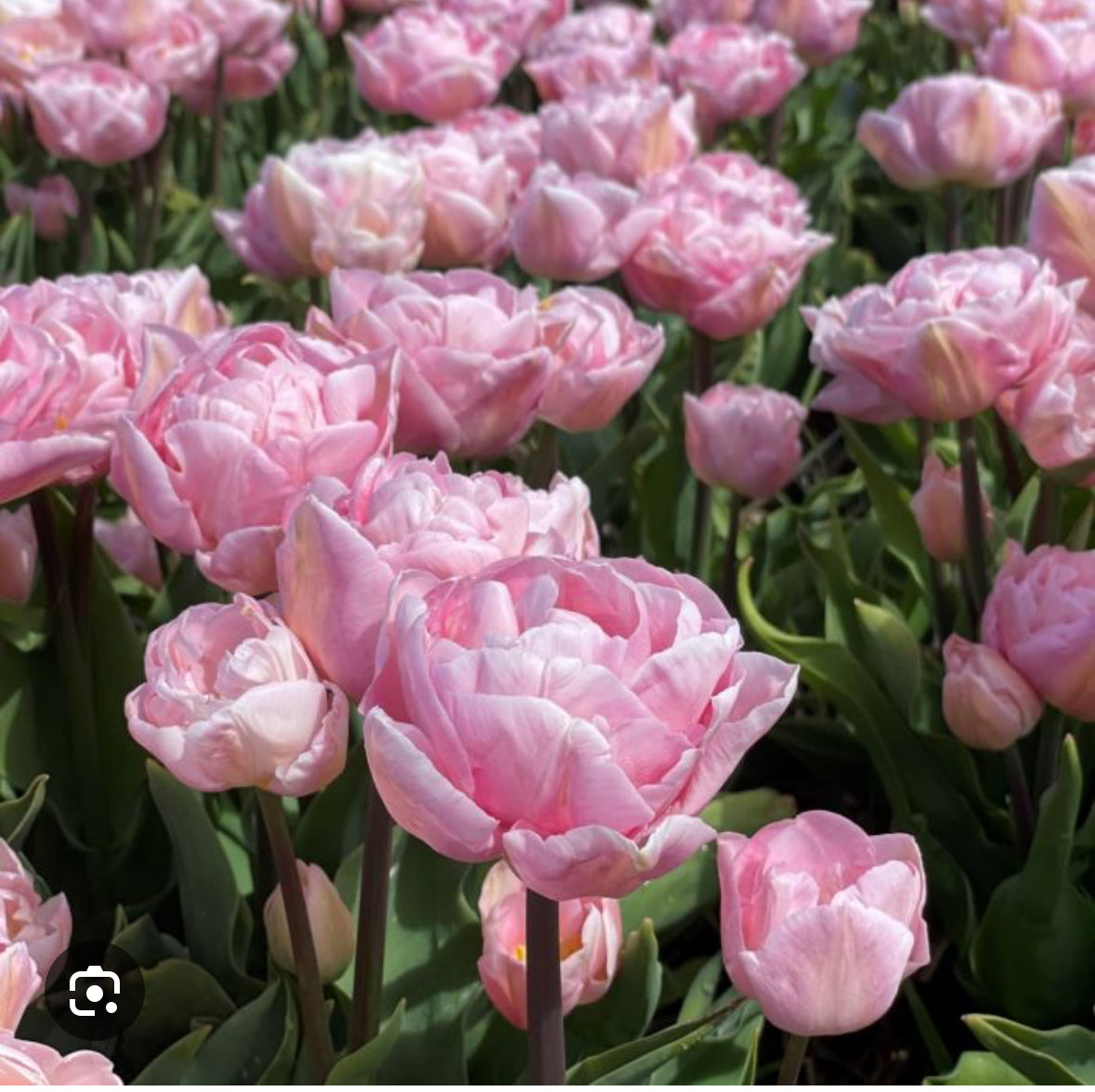 10 Tulip Bulbs- Mariage