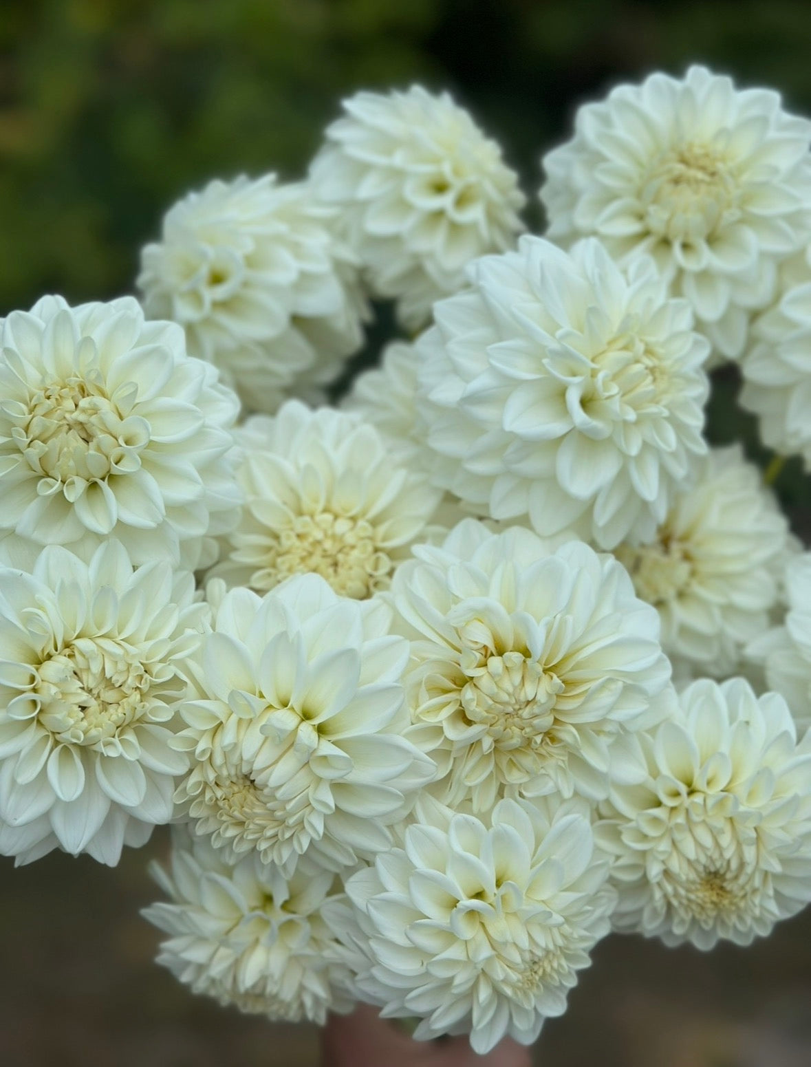 Collection DIY Bride Dahlia Tubers