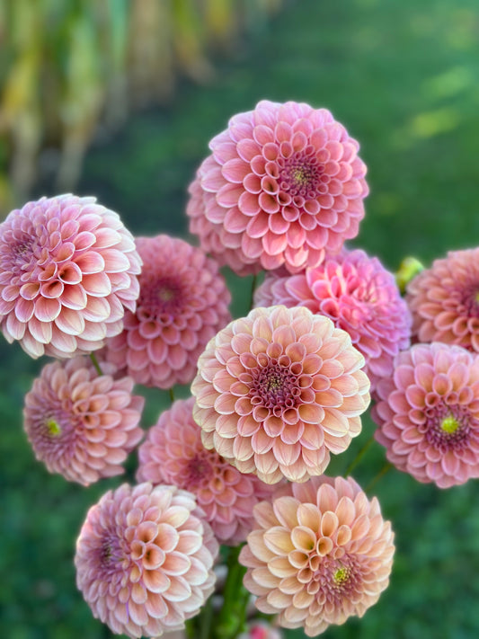 Rock Run Ashley Dahlia Tuber