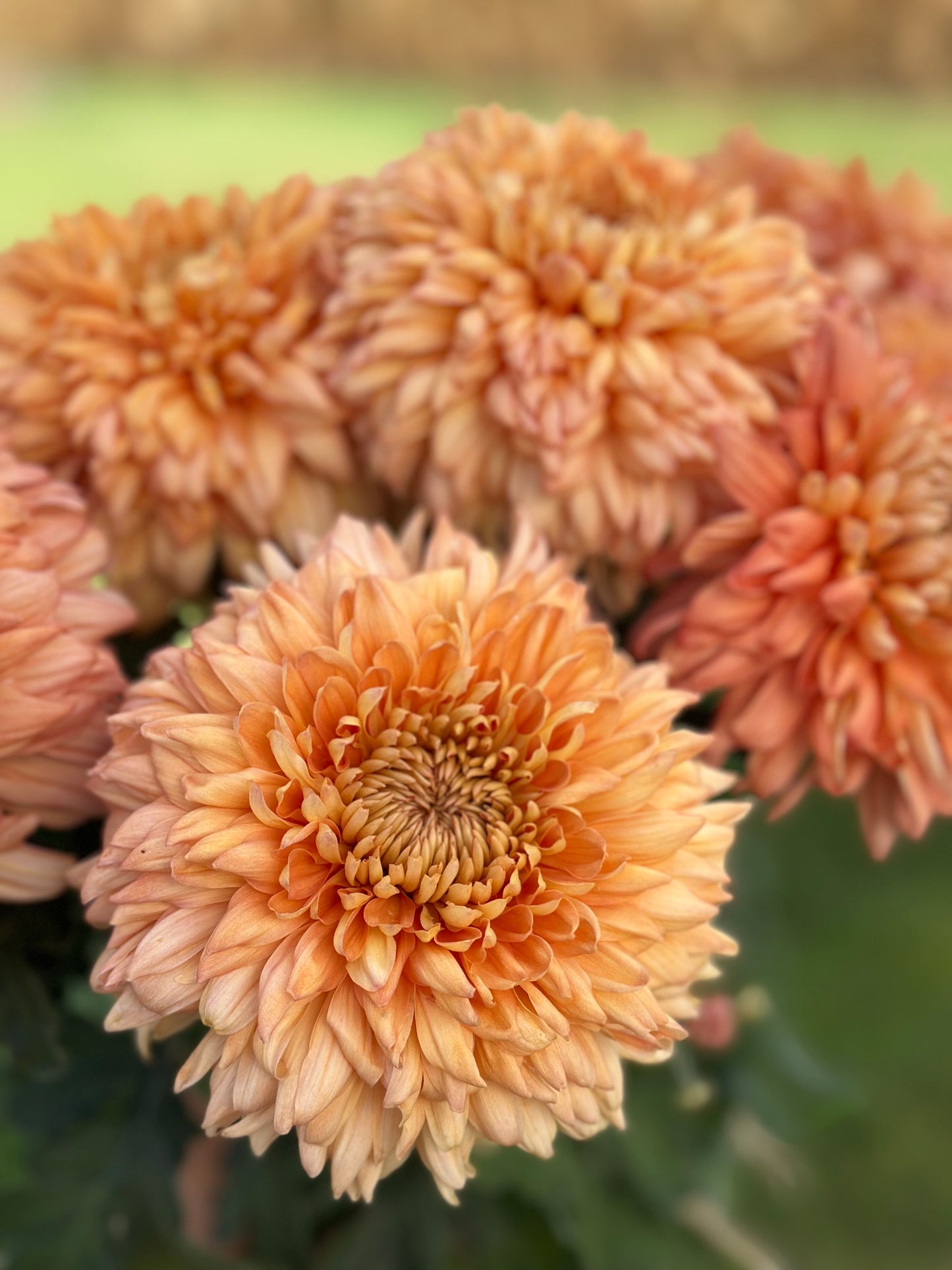 Cutting - Heirloom Chrysanthemum Apricot Courtier