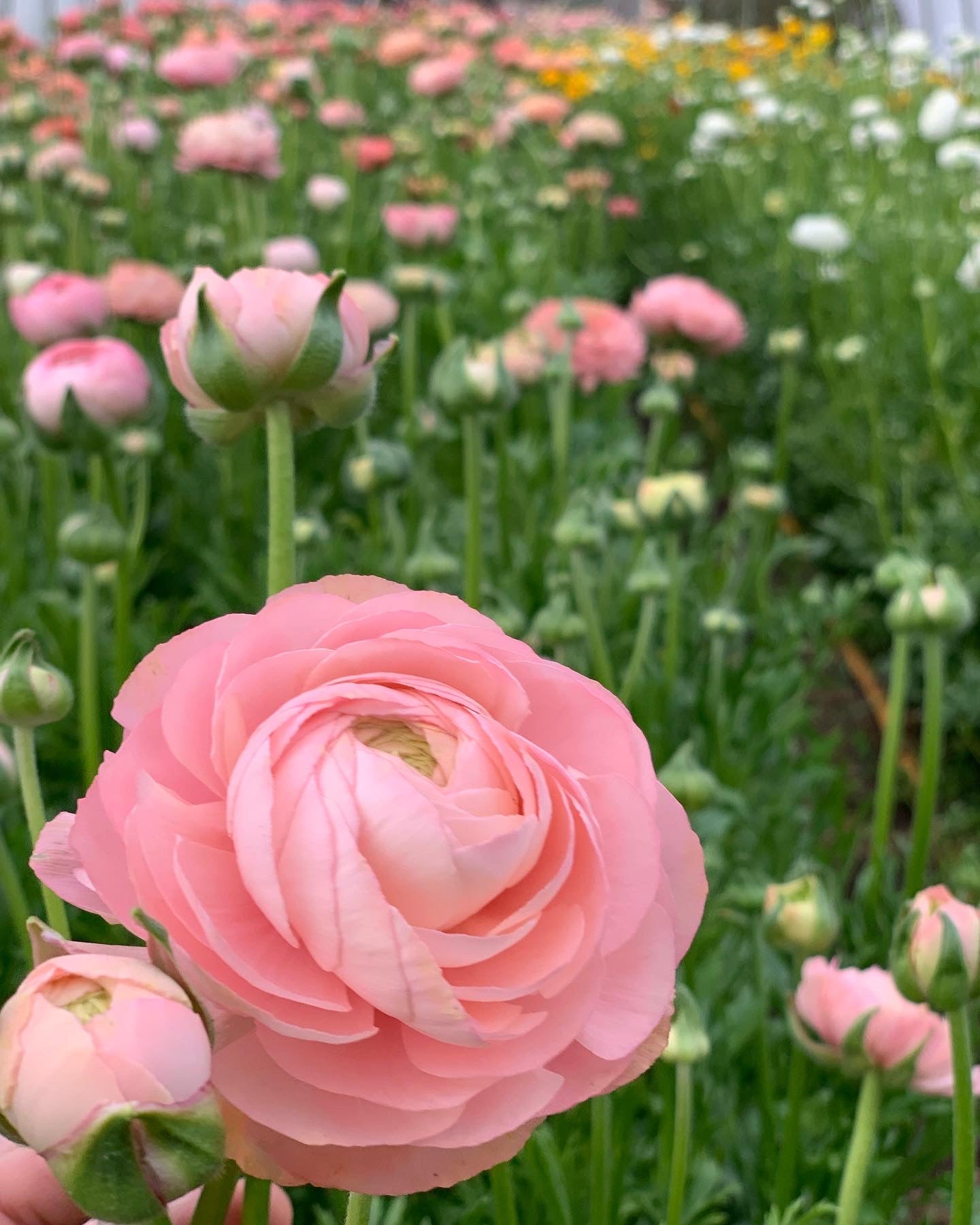 10 Corms - Ranunculus Amadine Salmon