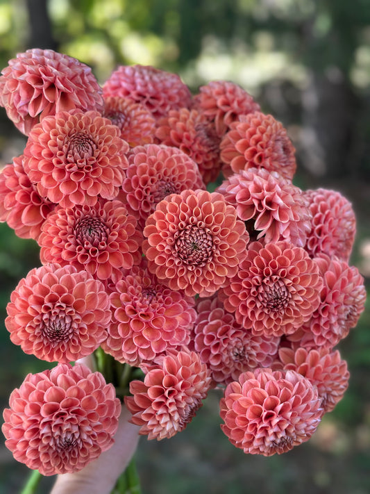 Cornel Bronze Dahlia Tuber