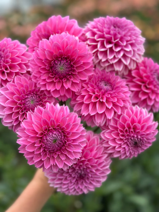 Sweet Fabienne Dahlia Tuber