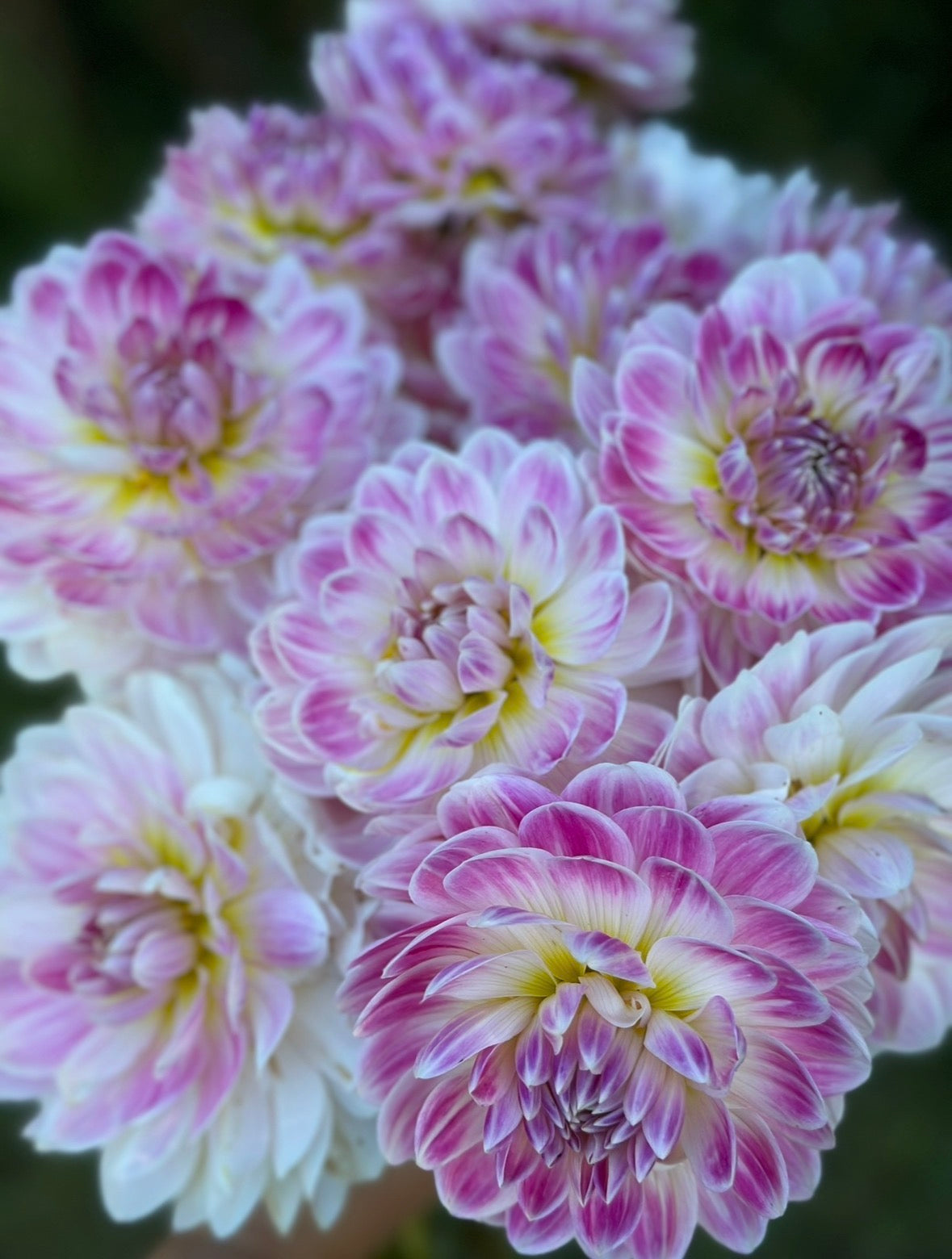 Collection Pink Dahlia Tubers